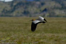 Schwarzzügelibis (12 von 15).jpg